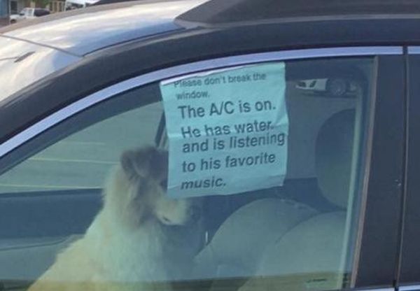 Защо никога не бива да оставяте кучето в колата - дори и за малко