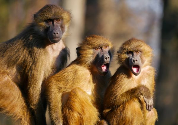 Скандалът с опитите с хора и маймуни взе първата жертва във Volkswagen