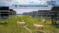 Прогрес: Volkswagen замени модерните косачки с... овце