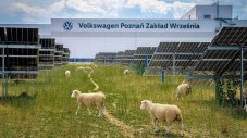 Прогрес: Volkswagen замени модерните косачки с... овце
