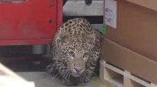 Леопард парализира работата в завод на Mercedes-Benz