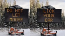 В Канада ще глобяват, ако лос оближе автомобил