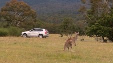 Кенгурата се оказаха голям проблем за Volvo