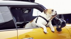 Булдог ще представи новото MINI 
