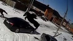 Мустанг, но не Ford, а истински, смачка Toyota