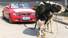 Добитъкът замърсява повече от автомобилите