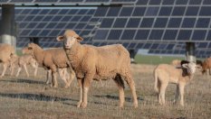 Защо Volkswagen назначи овце на работа?