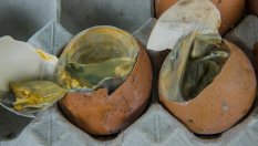 Защо вътрешността на колата мирише на развалени яйца?