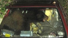 Мечка се опита да подкара кола в Русия