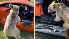 Мечка откъсна вратата на Lamborghini Huracan