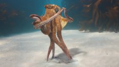 BMW: Автомобилите ни Neue Klasse са като октопод, но по-добри!