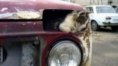 11-те типа шофьори, които никога не използват мигач