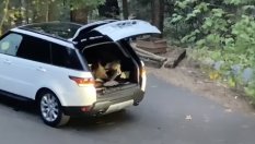 Мечка прекара цяла нощ в Range Rover и това не и хареса