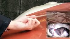 Защо някои шофьори почукват по капака на колата си?