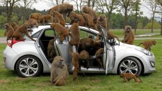 17 куриозни факта за автомобилите, които едва ли сте чували