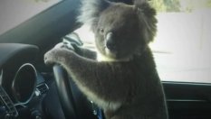 Любопитна коала помля шест автомобила 