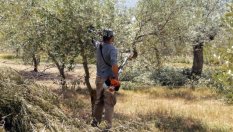 Ford започва да произвежда автомобилни части от... маслинови дървета