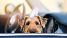 Защо никога не бива да оставяте кучето в колата - дори и за малко