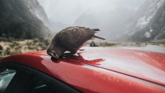 Какви коли привличат птичите изпражнения