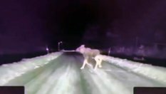 Tesla Model S - „Лосов тест“ на автопилот в реални условия