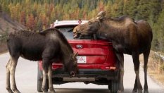 Как Mazda CX-30 и Tesla Model 3 се справят с "лосовия" тест?