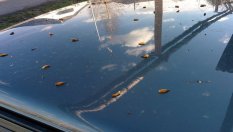 Какво да правим, ако върху колата ни са полепнали люспи от тополите