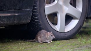 Нашествие на гризачи съсипва хиляди автомобили на Острова