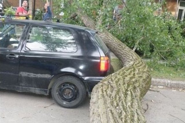 И дърветата се огъват пред Golf!