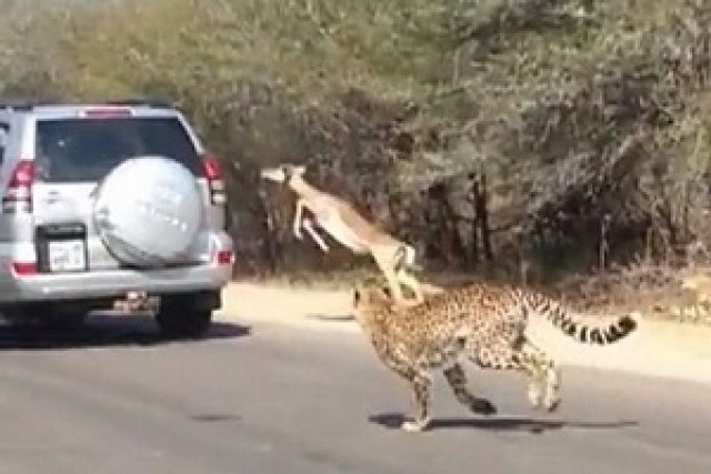 За дивите животни и автомобилите