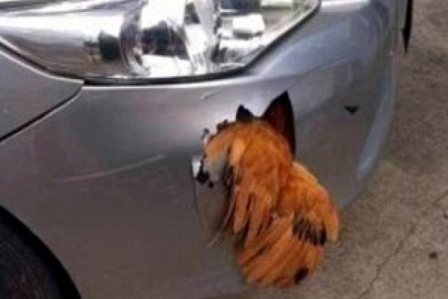 Китайските брони спасяват птиците