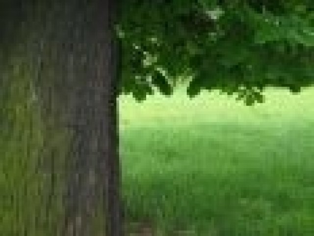 Екологичните автомобили трябва да поработят още върху имиджа си