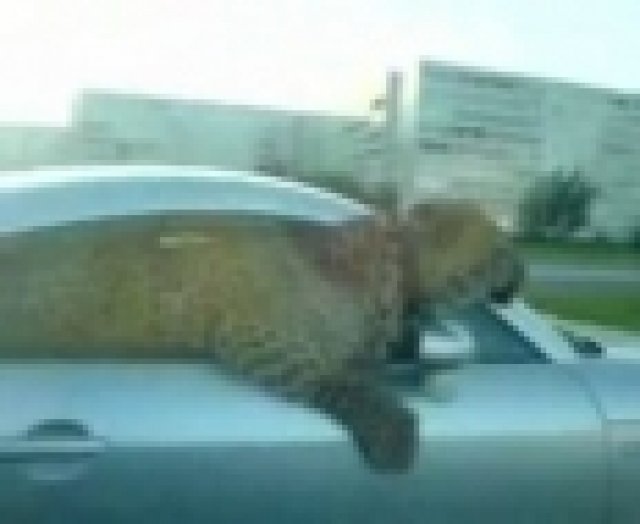 Звероукротителят Audi TT