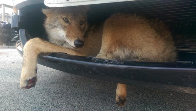 Койот се превърна в емблема на Buick