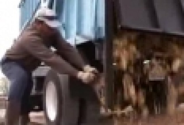 Само за хора със здрави стомаси