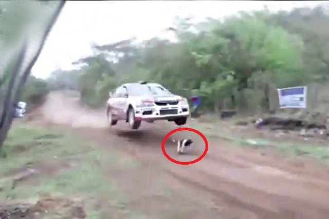 Прескочи куче с рали-автомобил