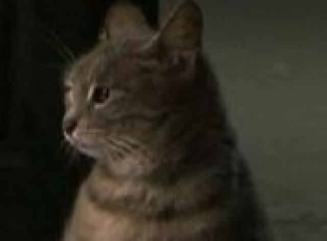 Участваш ли?