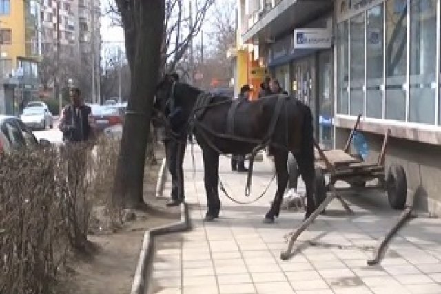 Изтърван кон потроши коли в Казанлък