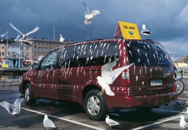 Червените коли са любими на птиците