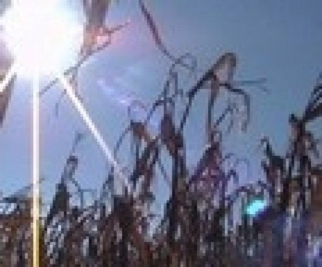 Американските фермери инвестират в царевица, заради биогоривата