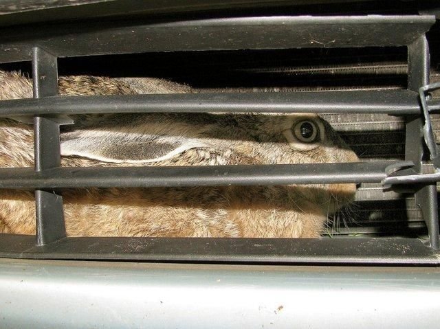 Ну заяц, ну погоди!