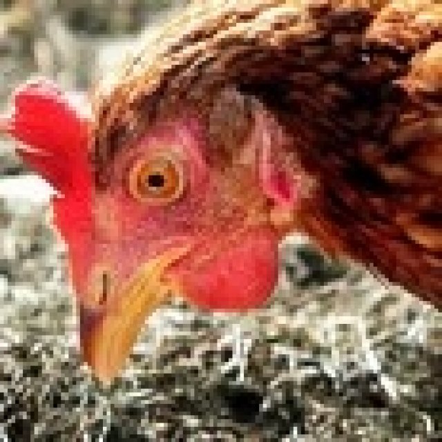 Пиян влита в курник, 300 кокошки умират