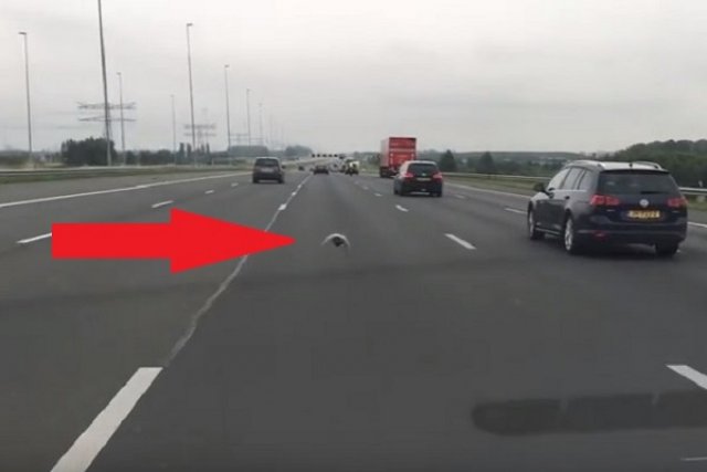 Гълъб мери сили с автомобилите на магистрала