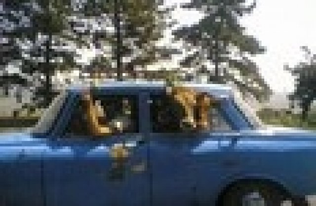 София, мой малък Лондон