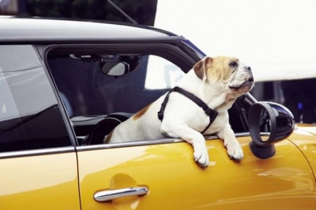 Булдог ще представи новото MINI 