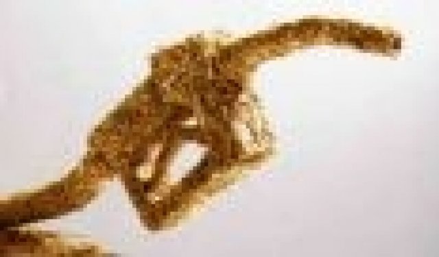 Биогорива от водорасли