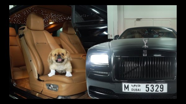 В Rolls-Royce са готови да изпълнят всяка желание на клиента си, като отговаря дори на най-специфичните изисквания, включително и грижа за домашния му любимец. Клиент на марката наскоро дори поискат компанията да създаде специален нюанс на кожата в колата му, който са съответства на козината на нейното куче. Желанието на дамата е било изпълнено, а в компанията, която печели стотици хиляди долари от продажбата на всеки един автомобил, напълно подкрепят правилото, че клиентът винаги е прав.