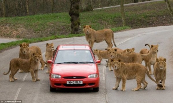 АвтоСмях