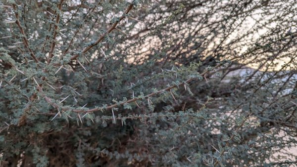 В пустинята не расте почти нищо. Изключенията до едно са с колосални бодли