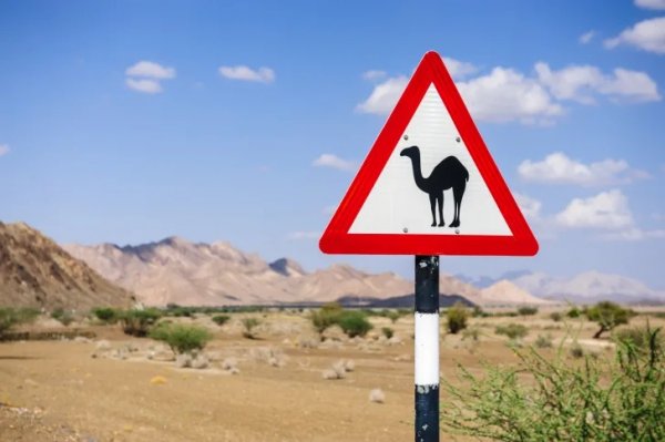 Най-тривиален знак за пресичащи животни, само че от Израел, където вместо крави или сърнички на пътя често се озовават огромни и подчертано злонравни камили. 
