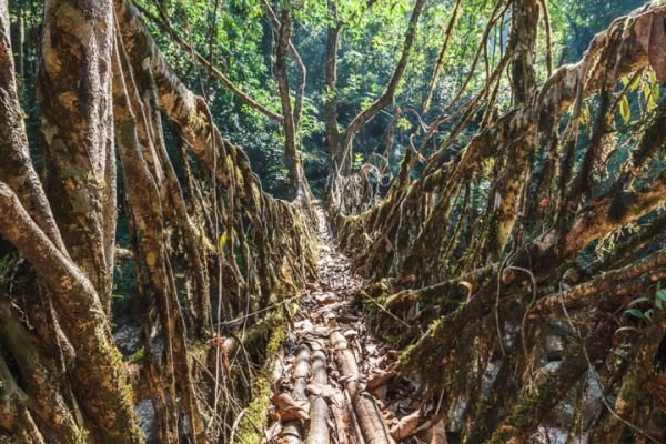 Какво: Най-екологичните мостове на планетата
Къде: в щата Мегхалая, североизточна Индия
До границата на Индия с Бангладеш хората от хилядолетия строят вероятно най-природосъобразните мостове в света - просто защото строителният материал е живо дърво. Местните са се научили как да насочват растежа на дивите смокини така, че да образуват мостове над пропасти и реки - отнема петнайсетина години, но после така полученият естествен мост може да се използва над пет века, и е удивително здрав.
